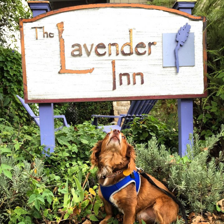 LavInn Dog, CA/Lavender Inn, bed and breakfast