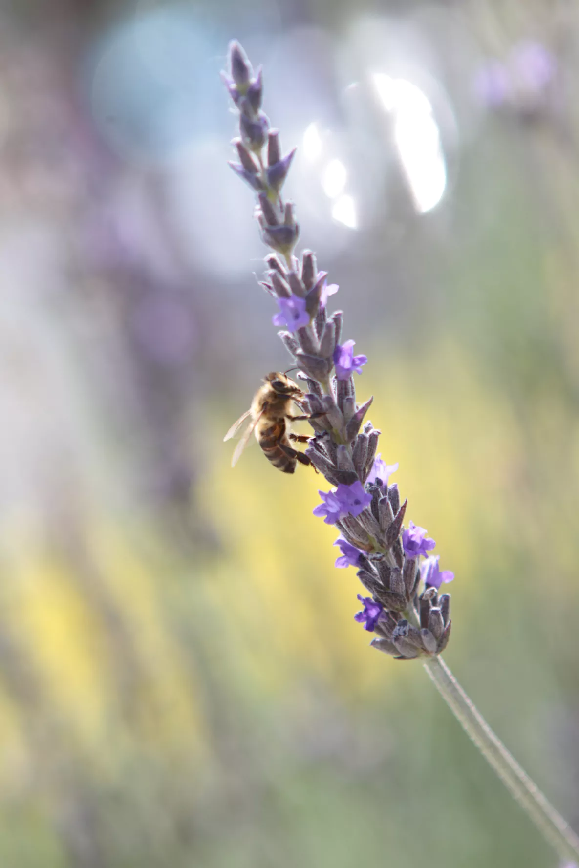  A bee pollinating a lavender plant.