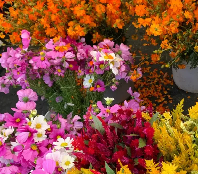 Sunday Ojai Certified Farmers’ Market.