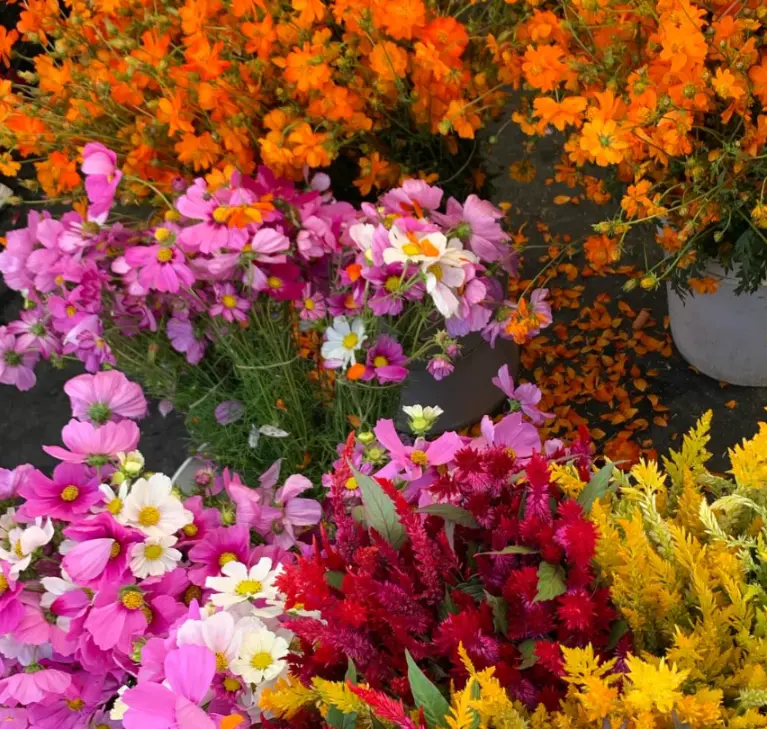 Sunday Ojai Certified Farmers’ Market