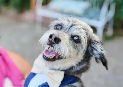 A smiling dog with a blue and white striped bow tie, looking at the camera.